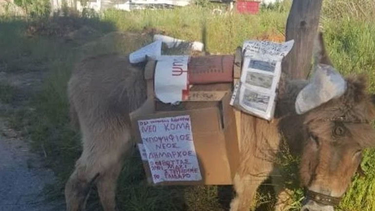 Εγκατέλειψαν γαϊδαράκο με «κάλπη» στην πλάτη επί μέρες χωρίς νερό και φαγητό