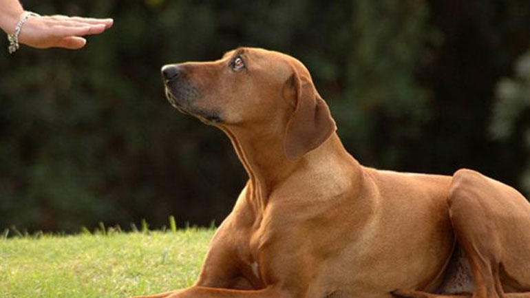 Πόσα καταλαβαίνει ο σκύλος από εσάς;