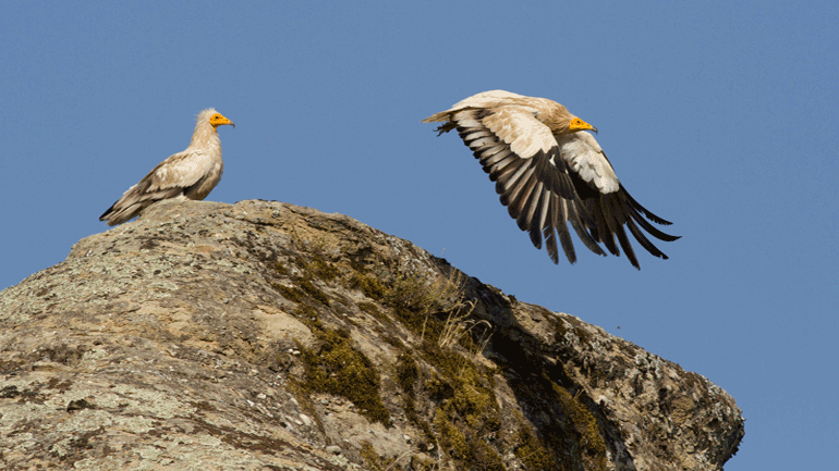 Τρίκαλα: «Τα φιλόξενα βράχια των Μετεώρων έχουν απομείνει μόνο με δύο αρσενικούς Ασπροπάρηδες»