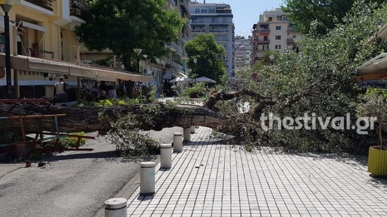 Πτώση δέντρου στο κέντρο της Θεσσαλονίκης