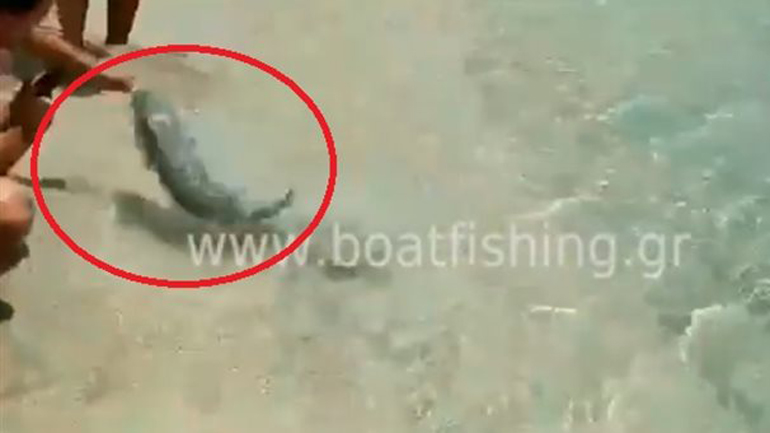 Κάρπαθος: Έπαιζε με λαγοκέφαλο και του δάγκωσε το δάκτυλο