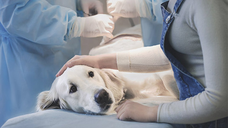 Αντιδράσεις στη Ρωσία για αμφιλεγόμενη διαφήμιση κτηνιάτρων με… ευνουχισμό άπιστων συζύγων