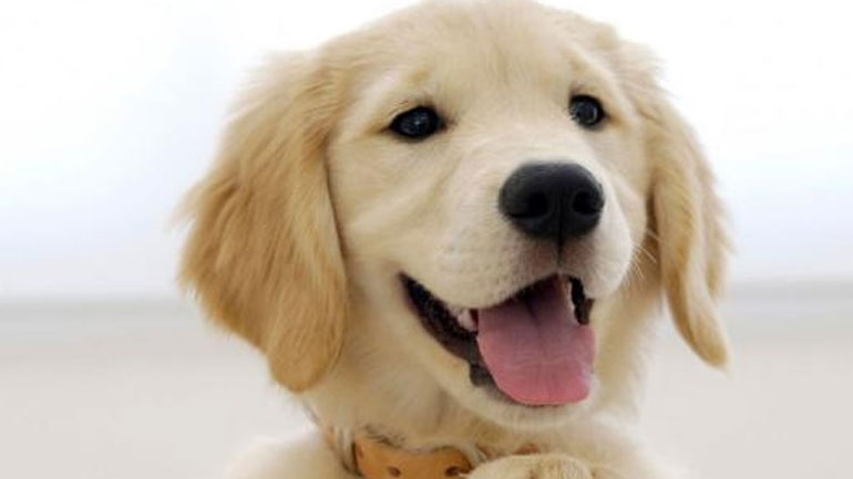 Πώς θα εκπαιδεύσετε ένα «πεισματάρικο» σκυλί;