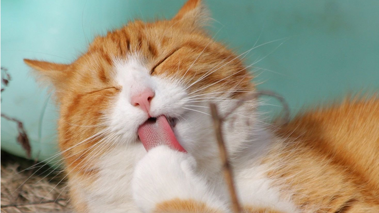 «Δωρεάν ευνουχισμός για τους άπιστους συζύγους» – Η διαφήμιση που προκάλεσε αντιδράσεις