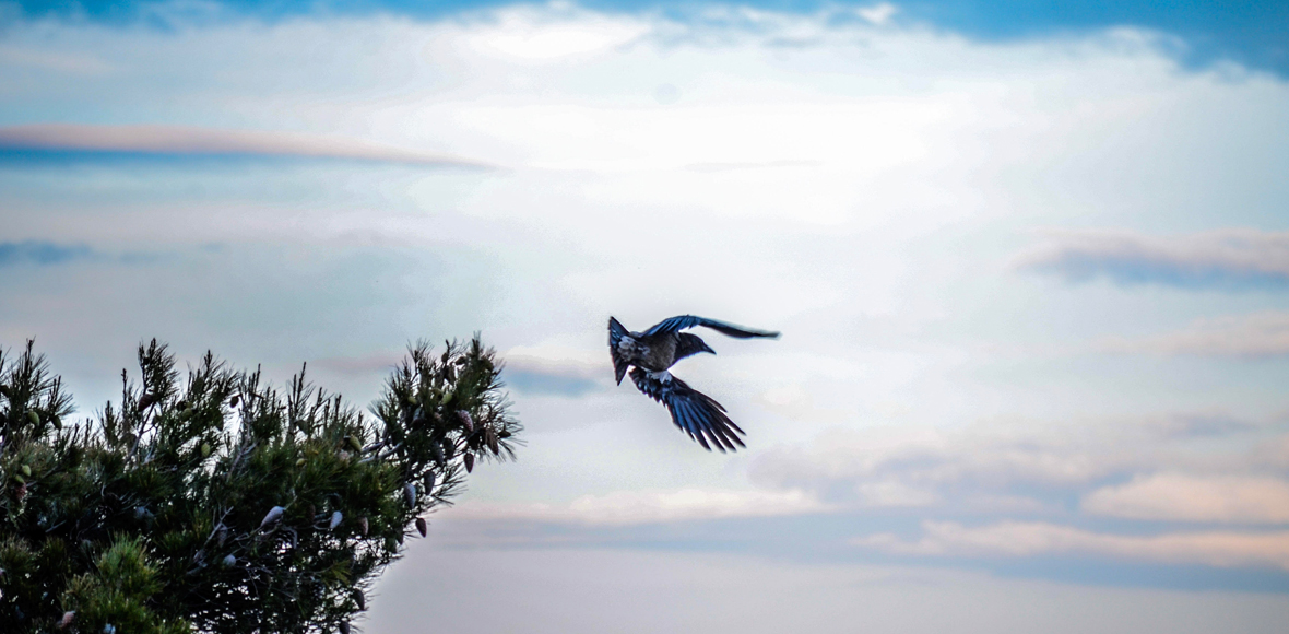 Η πανίδα της Πάρνηθας