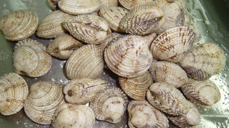 Δεσμεύτηκαν όστρακα στον Πειραιά