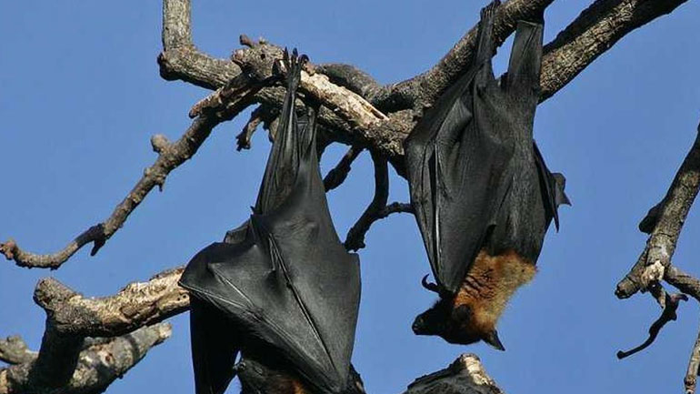 Πρόγραμμα προστασίας νυχτερίδων στις σήραγγες της Παναγοπούλας