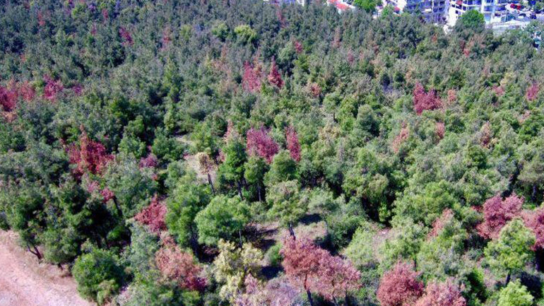 Συναγερμός στο δάσος του Σέιχ Σου λόγω εντοπισμού ενός φλοιφάγου εντόμου