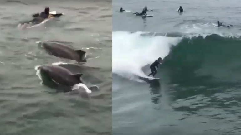 Δελφίνια παίζουν με surfers στην Καλιφόρνια