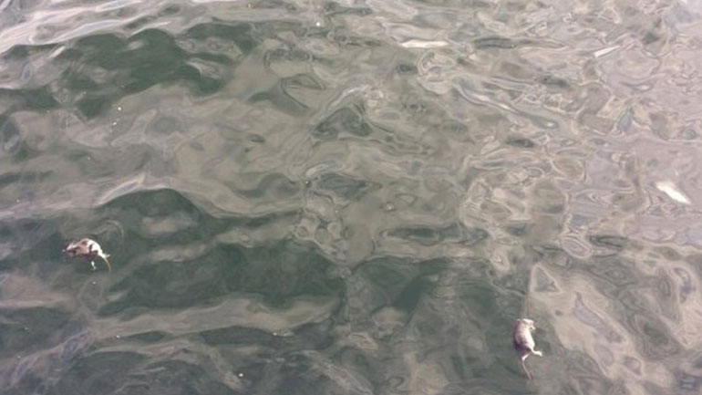 Γέμισε με αρουραίους ο Θερμαϊκός