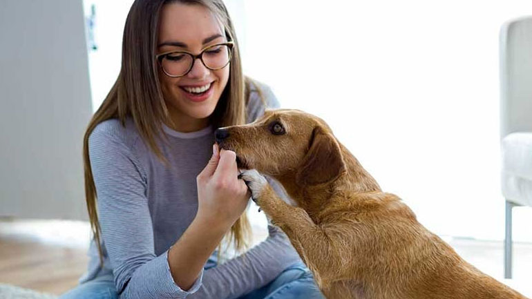 Γιατί πρέπει να αποφεύγονται τα ελαφρά χτυπηματάκια στο κεφάλι ενός σκύλου;