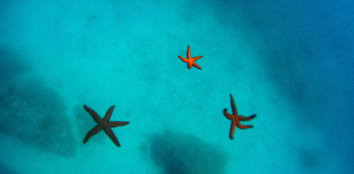 Αστέρια στον βυθό
