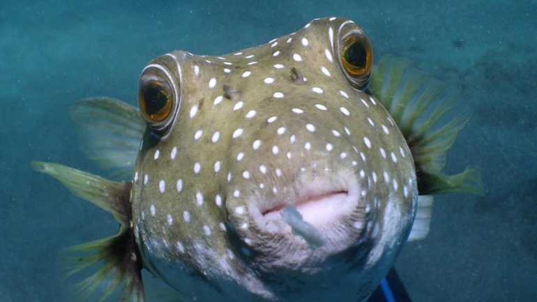 Το ΕΛΚΕΘΕ… κυνηγάει τους λαγοκέφαλους στην Κρήτη