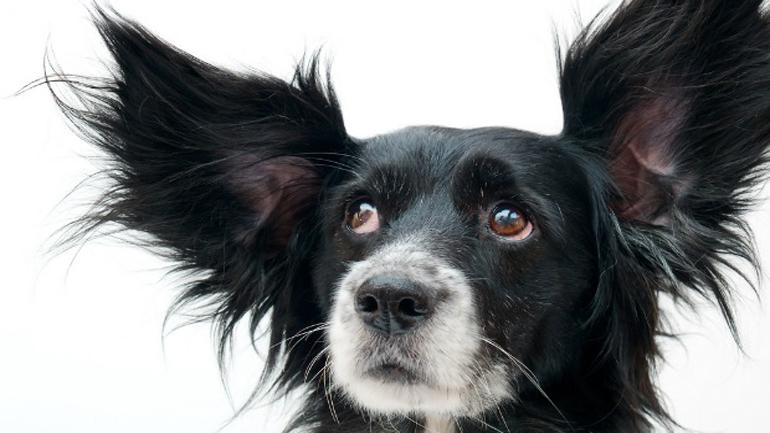 Αν έχετε στρες έχει και ο σκύλος σας