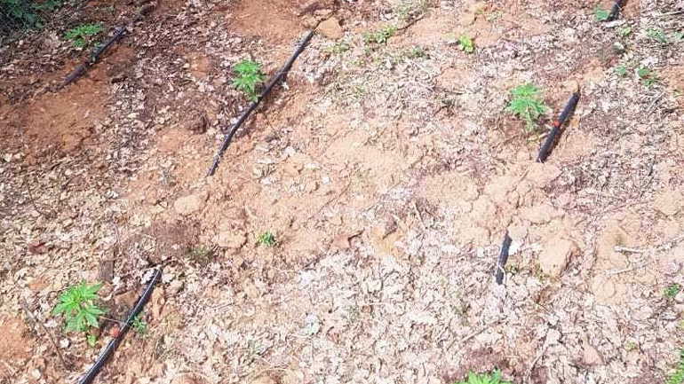 Μεσσηνία: Xασισοφυτεία στα Αρφαρά με 102 δενδρύλλια – Συνελήφθη 60χρονος