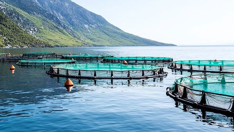 Στην Ελλάδα οι πρώτες πιστοποιημένες καλλιέργειες τσιπούρας-λαβρακίου στην Ευρώπη