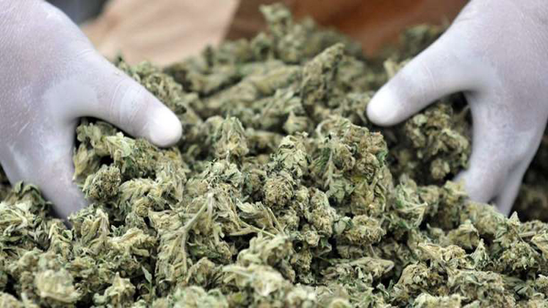 Πληρώνεται 33 ευρώ την ώρα για να δοκιμάζει… κάνναβη