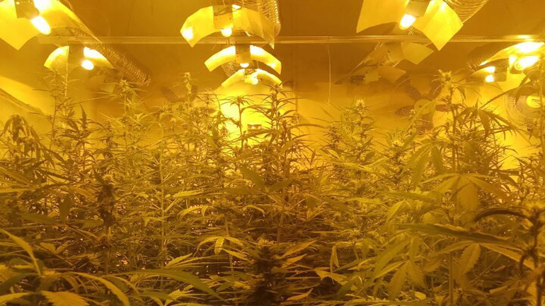 Εντοπίστηκε εργαστήριο υδροπονικής καλλιέργειας κάνναβης στους Αγίους Αναργύρους – Δύο συλλήψεις