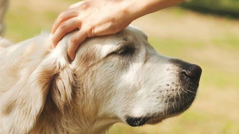 Πέντε πράγματα που κάνουμε και ενοχλούν τον σκύλο μας!