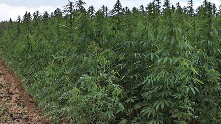 Εντοπίστηκαν 12.800 δενδρύλλια κάνναβης στη Βοιωτία – Συνελήφθησαν μέλη του κυκλώματος