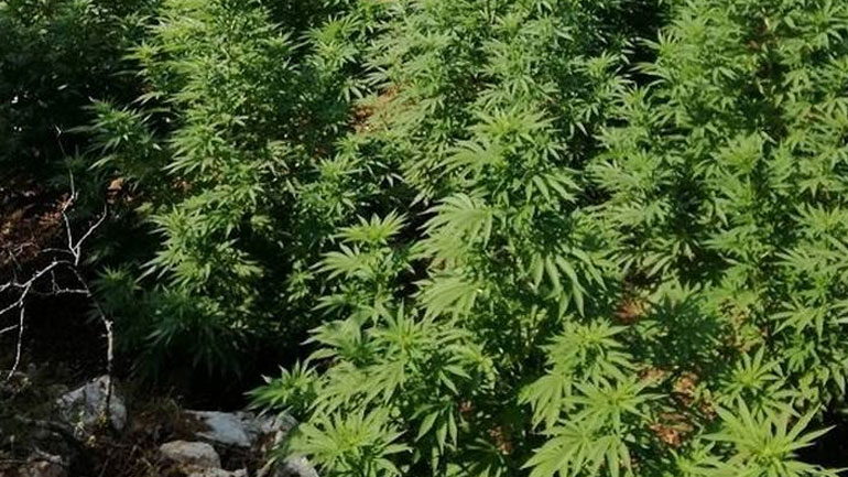 Τεράστια φυτεία κάνναβης εντοπίστηκε στη Βοιωτία
