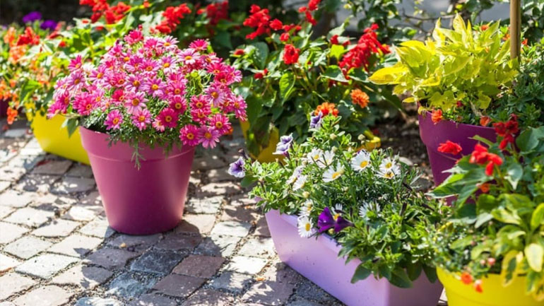 Σχεδόν 600 είδη φυτών έχουν εξαφανιστεί τα τελευταία 250 χρόνια