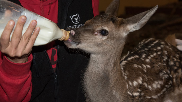 Ο Νίβες το ελαφάκι βρήκε καταφύγιο στον «Αρκτούρο»