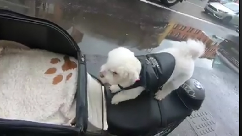 Ο καλύτερος φίλος του αναβάτη