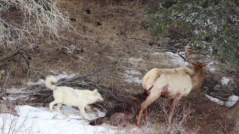 Δύο λύκοι εναντίον μιας άλκης 