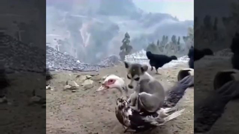 Original κρεβάτι με πούπουλα