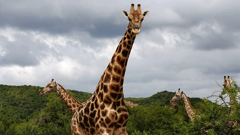 Δύο καμηλοπαρδάλεις σκοτώθηκαν από κεραυνό σε ζωολογικό κήπο
