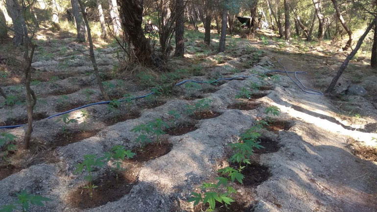 Έτσι εντόπισε η ΕΛ.ΑΣ. τα 10.000 δενδρύλλια κάνναβης στη Βοιωτία Έτσι εντόπισε η ΕΛ.ΑΣ. τα 10.000 δενδρύλλια κάνναβης στη Βοιωτία