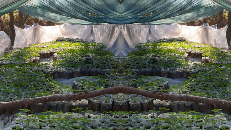 Θα έπνιγαν την Αθήνα στο χασίς