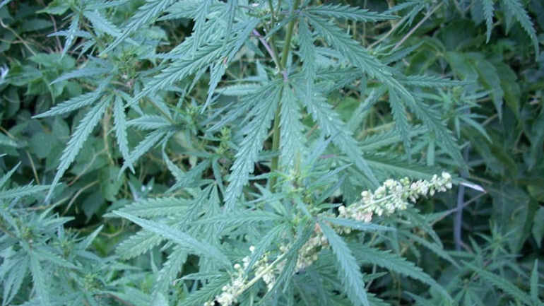 Στην Κίνα κάπνιζαν τελετουργικά κάνναβη πριν από 2.500 χρόνια Στην Κίνα κάπνιζαν τελετουργικά κάνναβη πριν από 2.500 χρόνια