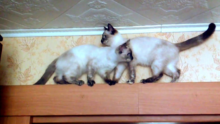 Δύο γάτες βρίσκουν τη λύση