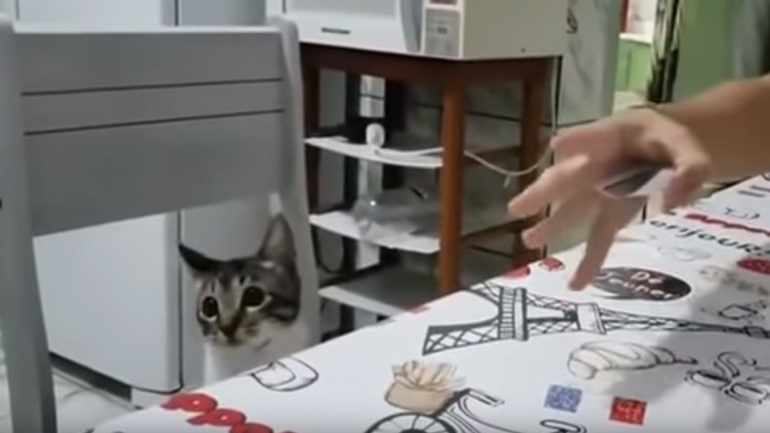 Το γατί σάστισε