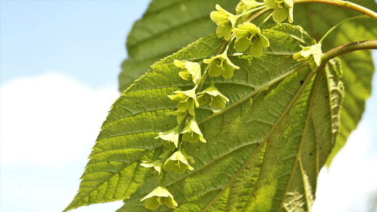 Μερικά δένδρα αλλάζουν φύλο, ενώ πεθαίνουν πιο εύκολα όταν είναι θηλυκά Μερικά δένδρα αλλάζουν φύλο, ενώ πεθαίνουν πιο εύκολα όταν είναι θηλυκά