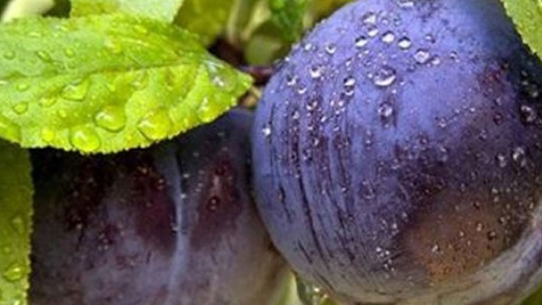 Βανίλια: Ένα νόστιμο και θρεπτικό φρούτο του καλοκαιριού!