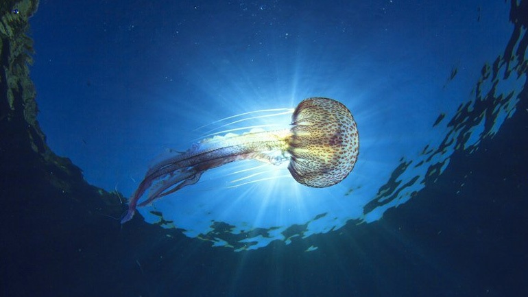 Σε ποιες παραλίες της Κύπρου «εισέβαλαν» οι μέδουσες