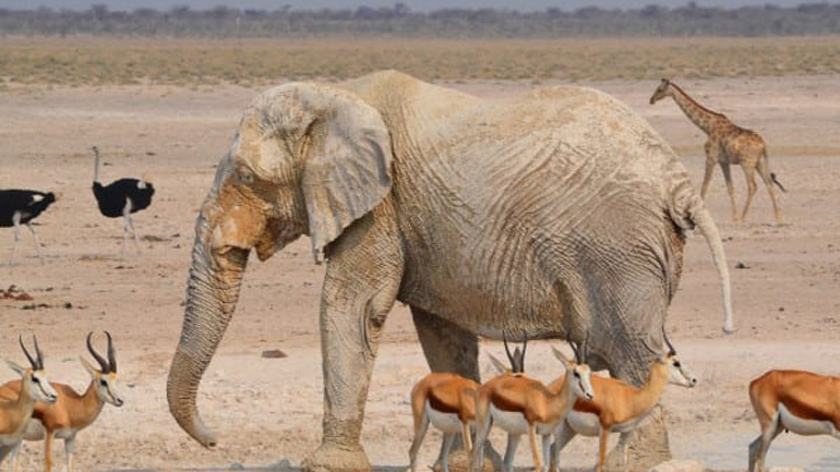 Ναμίμπια: Η κυβέρνηση πουλάει άγρια ζώα για να τα σώσει από την ξηρασία