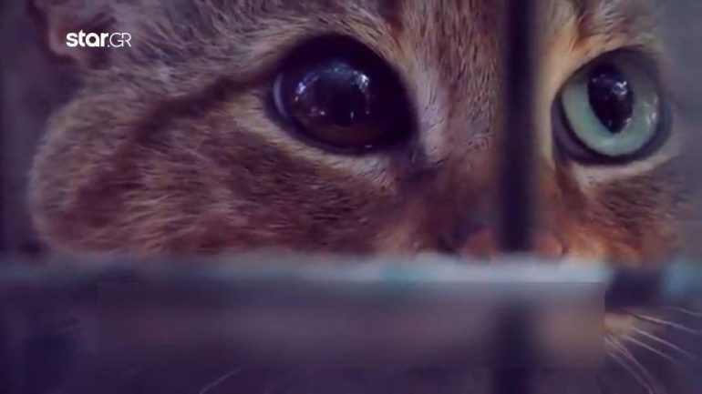 Γαλλία: H μυθική γάτα – αλεπού βρέθηκε στην Κορσική