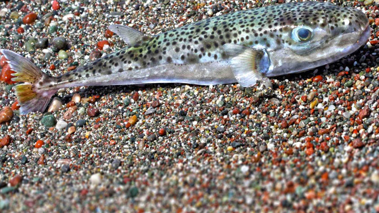 Πότε γίνονται επικίνδυνοι οι λαγοκέφαλοι;