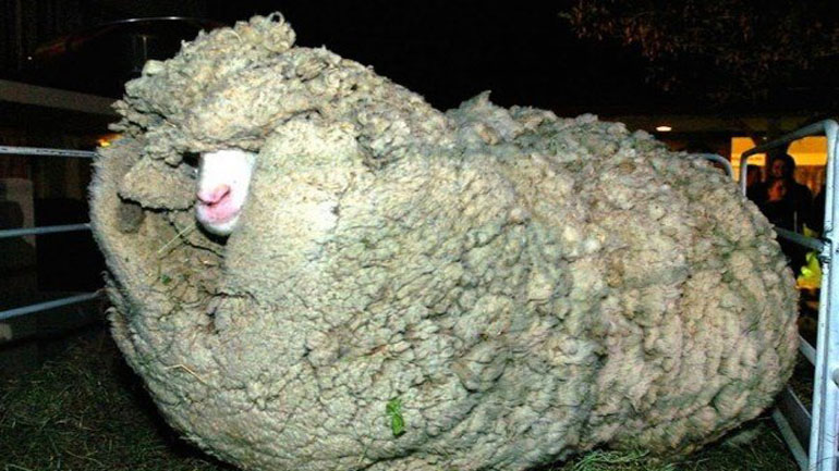 Πρόβατο κρυβόταν επί έξι χρόνια για να μην το κουρέψουν