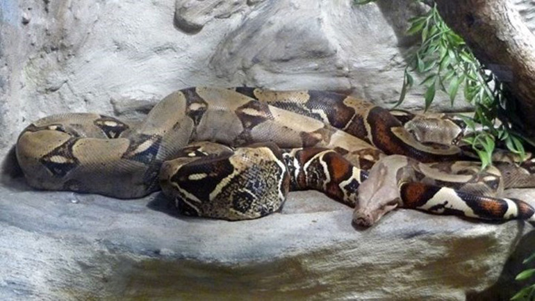 Σέρρες: Βόας τρομοκρατεί το κέντρο της πόλης