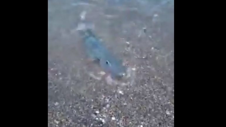 Λουόμενοι απέναντι σε…λαγοκέφαλους!