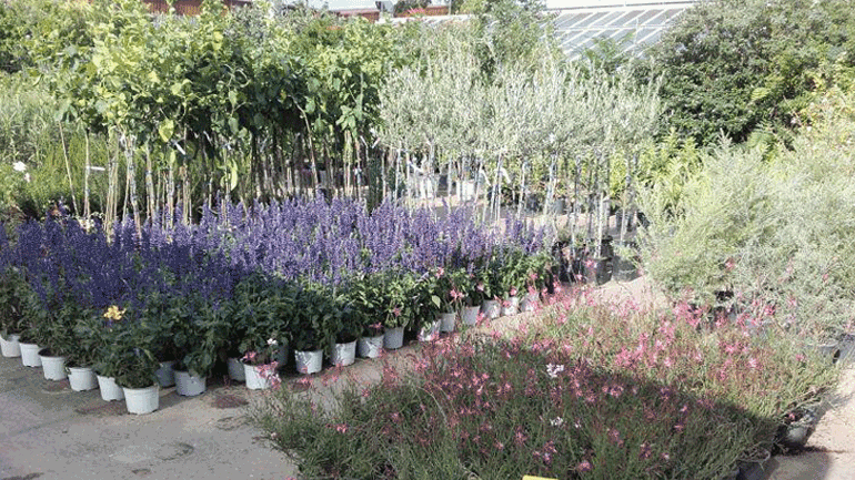 Ένας πολύχρωμος κήπος γεμάτος αρώματα το Εμπορικό Φυτώριο του Γεωπονικού Πανεπιστημίου