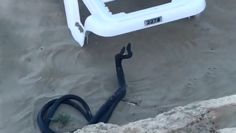Πρωταράς: Εκπληκτικός ερωτικός χορός δύο μεγάλων μαύρων φιδιών