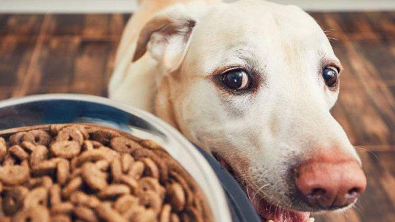 Πώς θα καταλάβετε αν δίνετε στο κατοικίδιό σας παραπάνω φαγητό από όσο πρέπει;