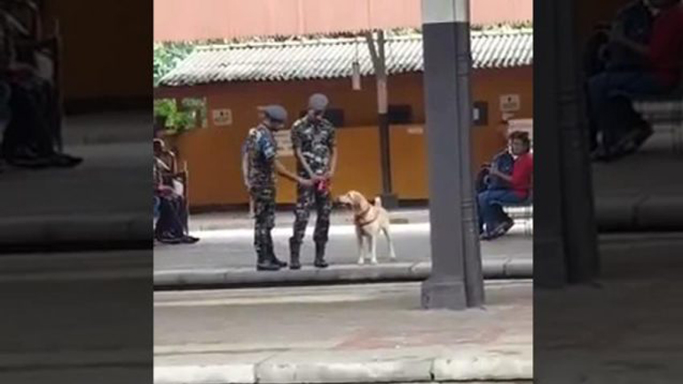 Σκύλος της δίωξης ναρκωτικών κάνει ένα μικρό διάλειμμα από τη δουλειά