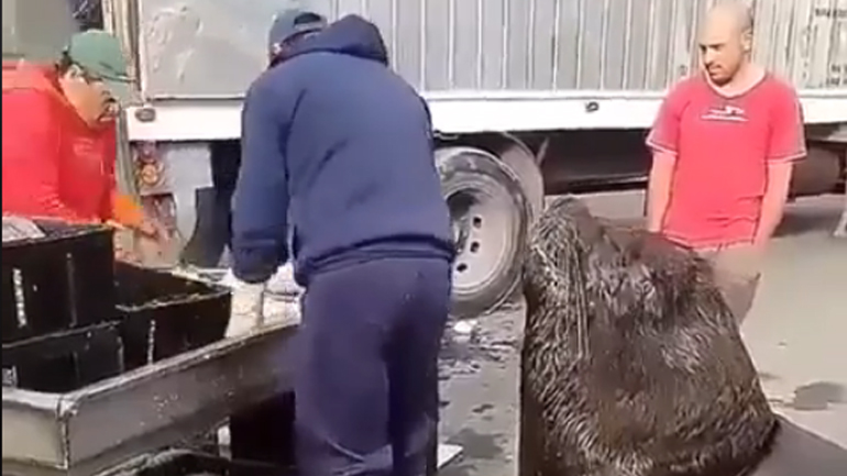 Τεμπέλης θαλάσσιος ελέφαντας σε μια ψαραγορά